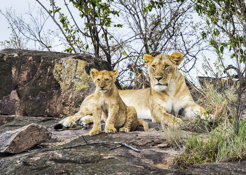 Lioness (Panthera leo) and cub, Serengeti; Kenya