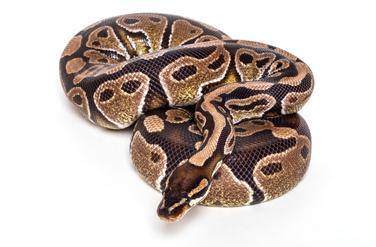 Ball Python (Python regius) posing for the camera on a white background; Studio