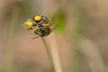 Bee laying honey from spring flowers close up