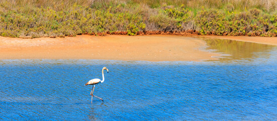 White flamingo walking in lake in Portugal