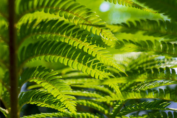 Fototapeta premium leaf