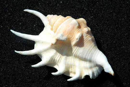 Spider Conch Shell On Black Sand Beach.