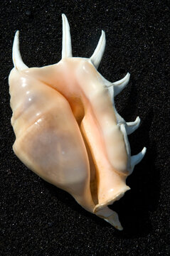 Spider Conch Shell On Black Sand Beach.