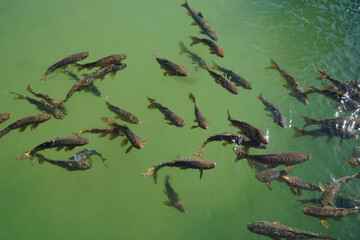 Crowd of fish swimming in pond - view from the above