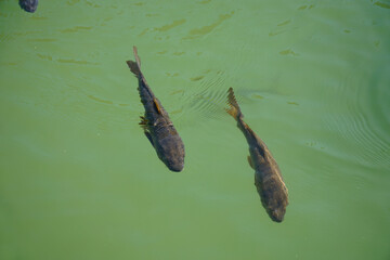 Obraz premium Two fish swimming in pond - view from above
