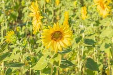 Yellow Sunflower blooming field natural background