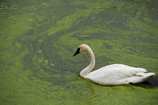White Swan In Green Water; Toronto, Ontario, Canada