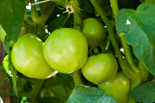 Agriculture - Closeup of a cluster of immature green fresh market tomatoes on the vine / near Hamburg, Arkansas, USA.