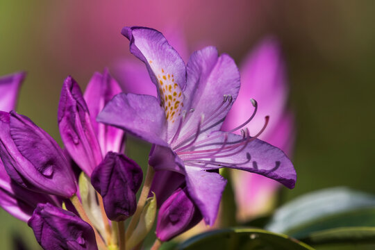 Fototapeta Purple rhododdendron blossoms bloom in an Oregon flower garden  Astoria, Oregon, United States of America