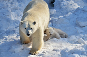 polar bear in the region