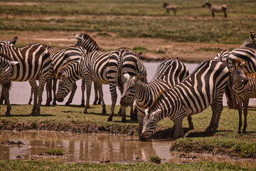 Zebras trinken Wasser im Ngorogoro Krater