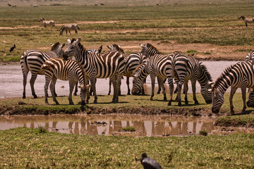 Obraz na płótnie Canvas Zebras trinken Wasser im Ngorogoro Krater