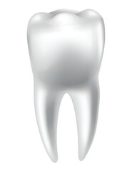 Tooth anatomy. Medical banner or poster illustration. Realistic white tooth mockup. Vector dental symbol. Healthy white tooth