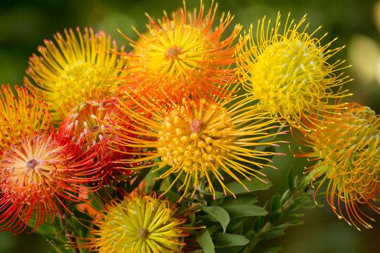 Close up of orange and yellow pin cushion protea (Leucospermum); Kula, Upcountry Maui, Maui, Hawaii, United States of America
