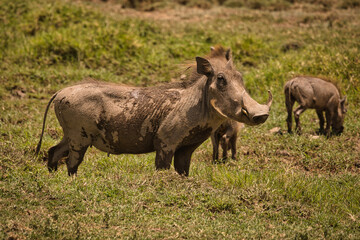 Warzenschwein in Afrika