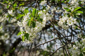 Spring garlands of white cherry blossom flowers with young green leaves, small twigs in the background, sunny spring day
