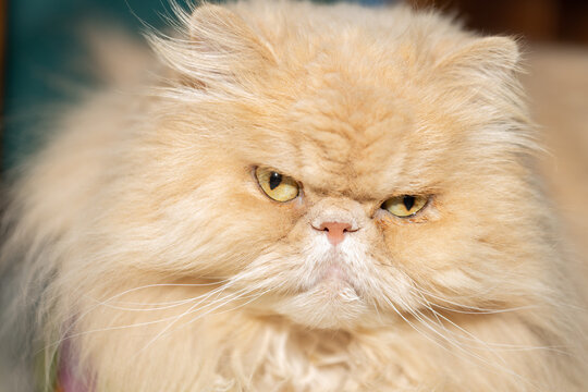 Gato persa color canela de frente de ojos amarillos.