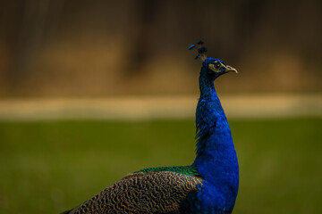 Peacock with color feathers on spring light green grass in castle park
