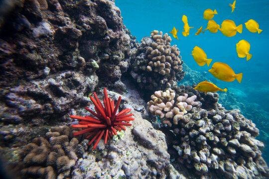 Hard Coral, Yellow Tang (Zebrasoma flavescens) and Pencil Urchin (Heterocentrotus Mammillatus), underwater near La Perousse; Makena, Maui, Hawaii, United States of America