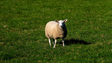Obraz premium One white fluffy lamb in a green meadow. The sheep is grazing. White sheep on green grass field