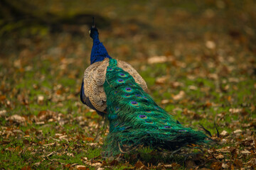 Fototapete bei efototapeten.de bestellen   