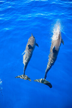 A pair of spinner dolphins (Stenella longirostris) swimming in the bright blue waters off Manele Bay; Lanai, Hawaii, United States of America