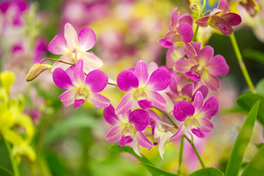 Close-up of pink, dendrobium orchids; Maui, Hawaii, United States of America