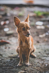 Chihuahua