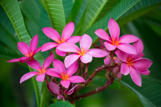 Close-up of a cluster of bright pink Plumeria blossoms, also known as Frangipani; Maui, Hawaii, United States of America