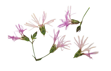 Pressed and dried flowers ragged robin or lychnis flos-cuculi. Isolated