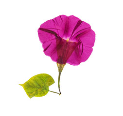 Fototapeta na wymiar Pressed and dried flower morning-glory or Ipomoea, isolated