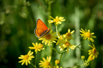 Beautiful red butterfly on wild flowers, close-up.