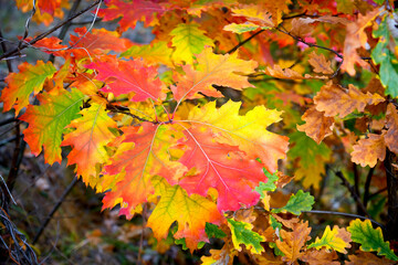 Maple red-yellow autumn leaves on a branch close-up.