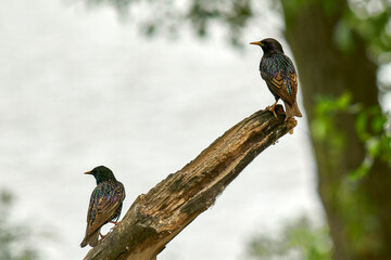 Starlings on a tree branch in the forest.