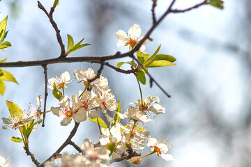 Spring flowering cherry tree against the blue sky close-up.