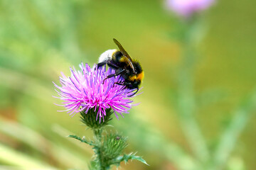 Shaggy bumblebee on a thistle flower close-up.