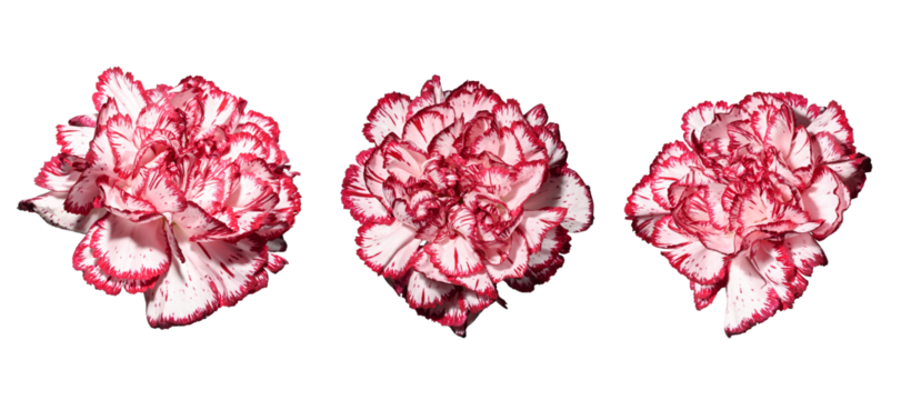 Three carnation flowers isolated on white background. Flowers close-up without stem, design element.