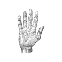 Hand palm, vintage drawn sketch in vector