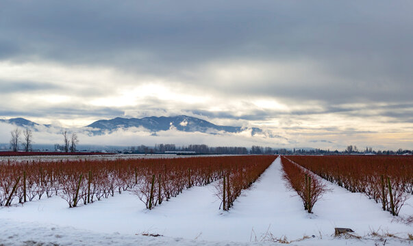 Scenic view of winter fields of rows of bare, berry bushes with silhouetted mountains on the horizon taken on a country drive in the snow; Abbotsford, British Columbia, Canada