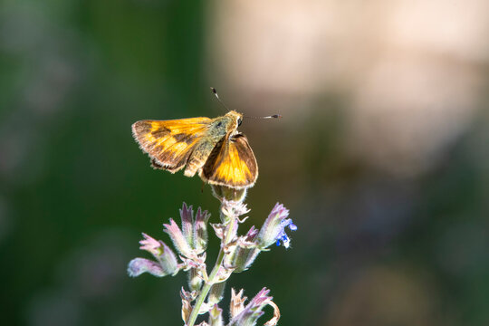 Skipper Butterfly (Hesperiidae) perched on a purple flower at Two Ponds National Wildlife Refuge in Arvada, Colorado, USA; Arvada, Colorado, United States of America