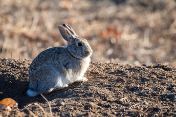 Desert Cottontail Rabbit (Sylvilagus audubonii) outside a burrow in sunlight in the Rocky Mountain Arsenal Wildlife Refuge near Denver, Colorado, USA; Colorado, United States of America