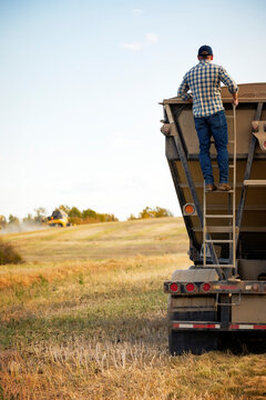 A man looking in hauler, managing the completion of a fall canola harvest, Alberta, Canada