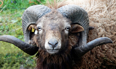 Portrait of a  male Ouessant sheep with large curled horns