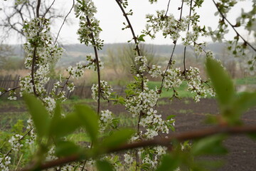 Blooming spring flowers and buds. Cherry branch and its shadow. Selective focus.