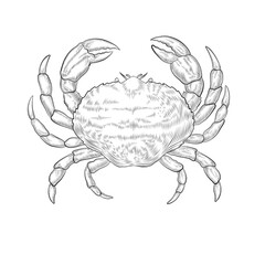 Vintage crab vector drawing. Hand drawn seafood illustration. Design for menu, poster or label