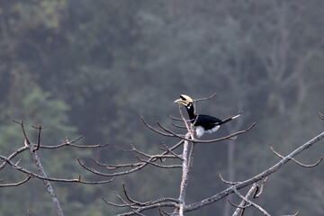 Oriental pied hornbill or Anthracoceros albirostris seen in Rongtong in India © Mihir Joshi