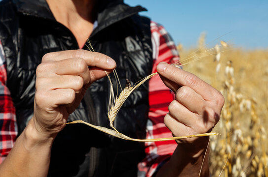 Close-up of a mature farm woman's hands finding ergot damage when inspecting the ripe barley heads in a mixed crop field ready for harvesting; Alcomdale, Alberta, Canada