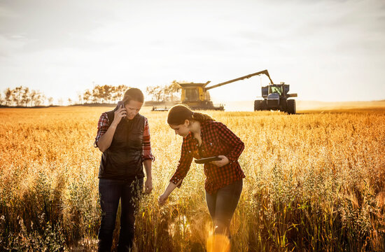 Woman farmer and apprentice using advanced farming technology during grain harvest, Alberta, Canada