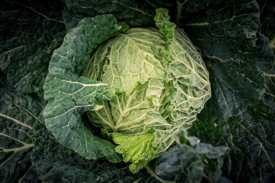 Close-up of a leafy, head of cabbage (Brassica oleracea var. capitata) in a field; Benissanet, Tarragona, Spain