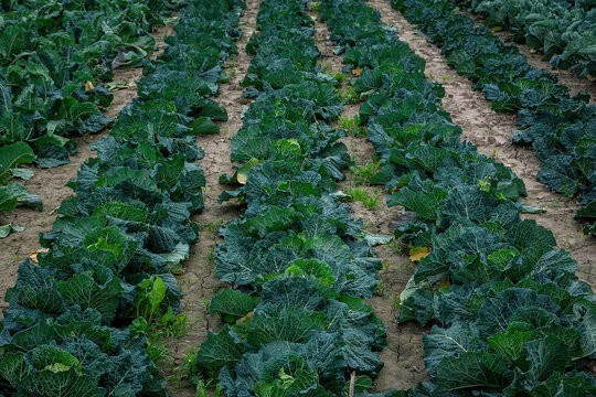 Close-up of rows of cabbages (Brassica oleracea var. capitata) in a field; Benissanet, Tarragona, Spain